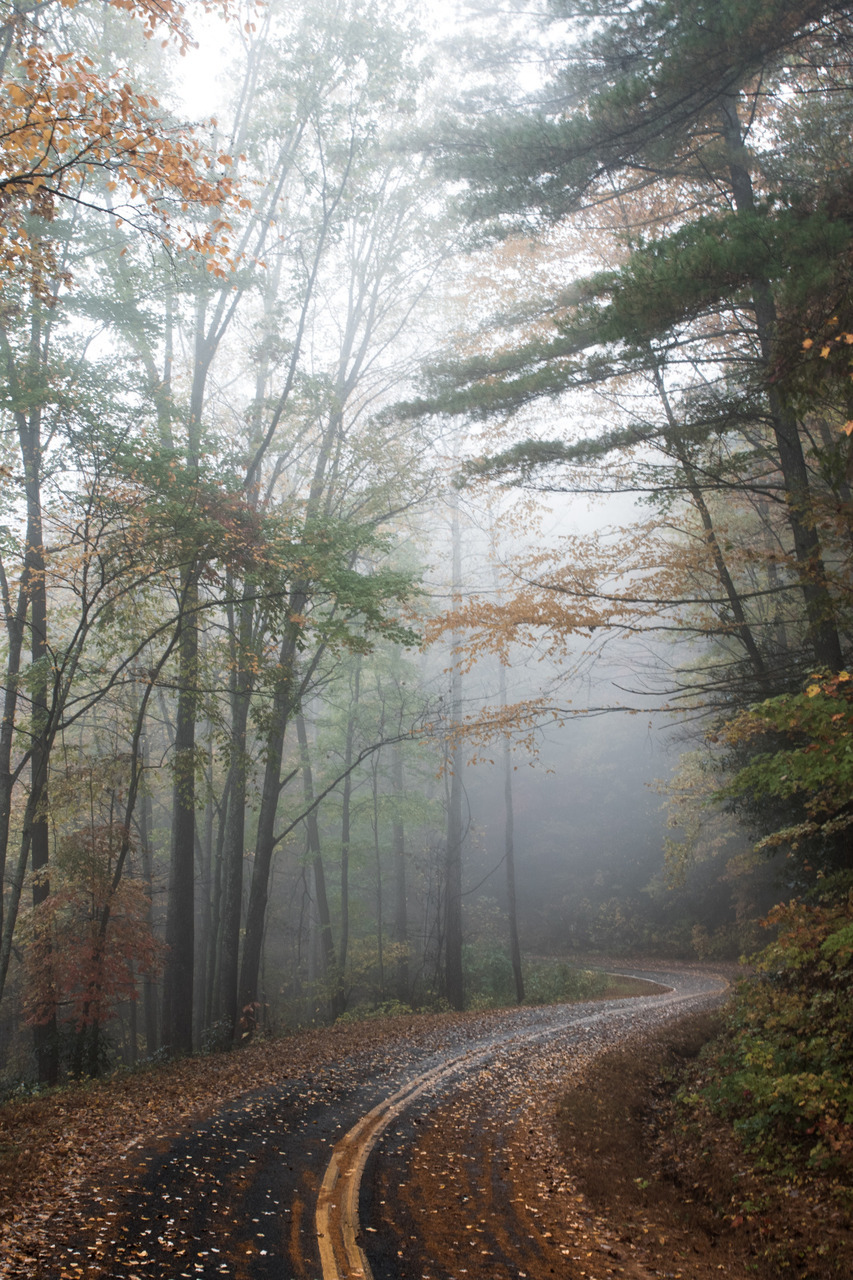 Image By Rose - Winding Forest Path - 853x1280 Wallpaper - teahub.io