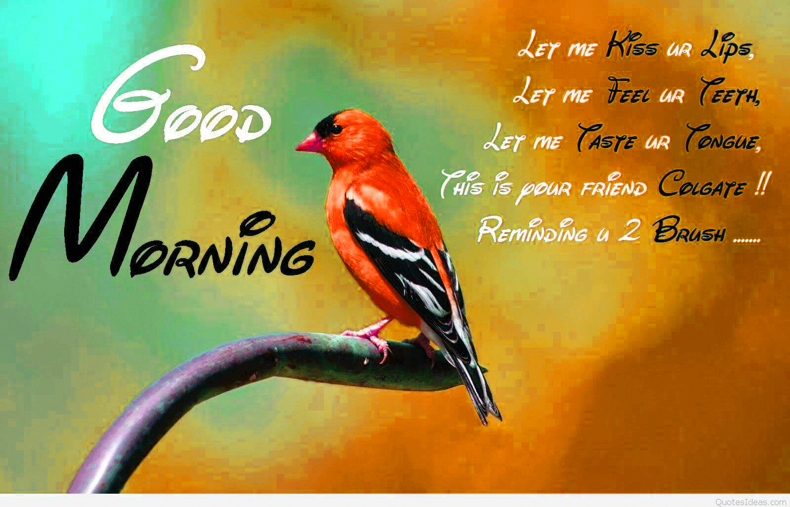 very-special-good-morning-1600x1027-wallpaper-teahub-io