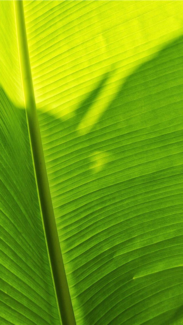 Green Banana Leaf Iphone Wallpaper - Close-up - 640x1136 Wallpaper -  