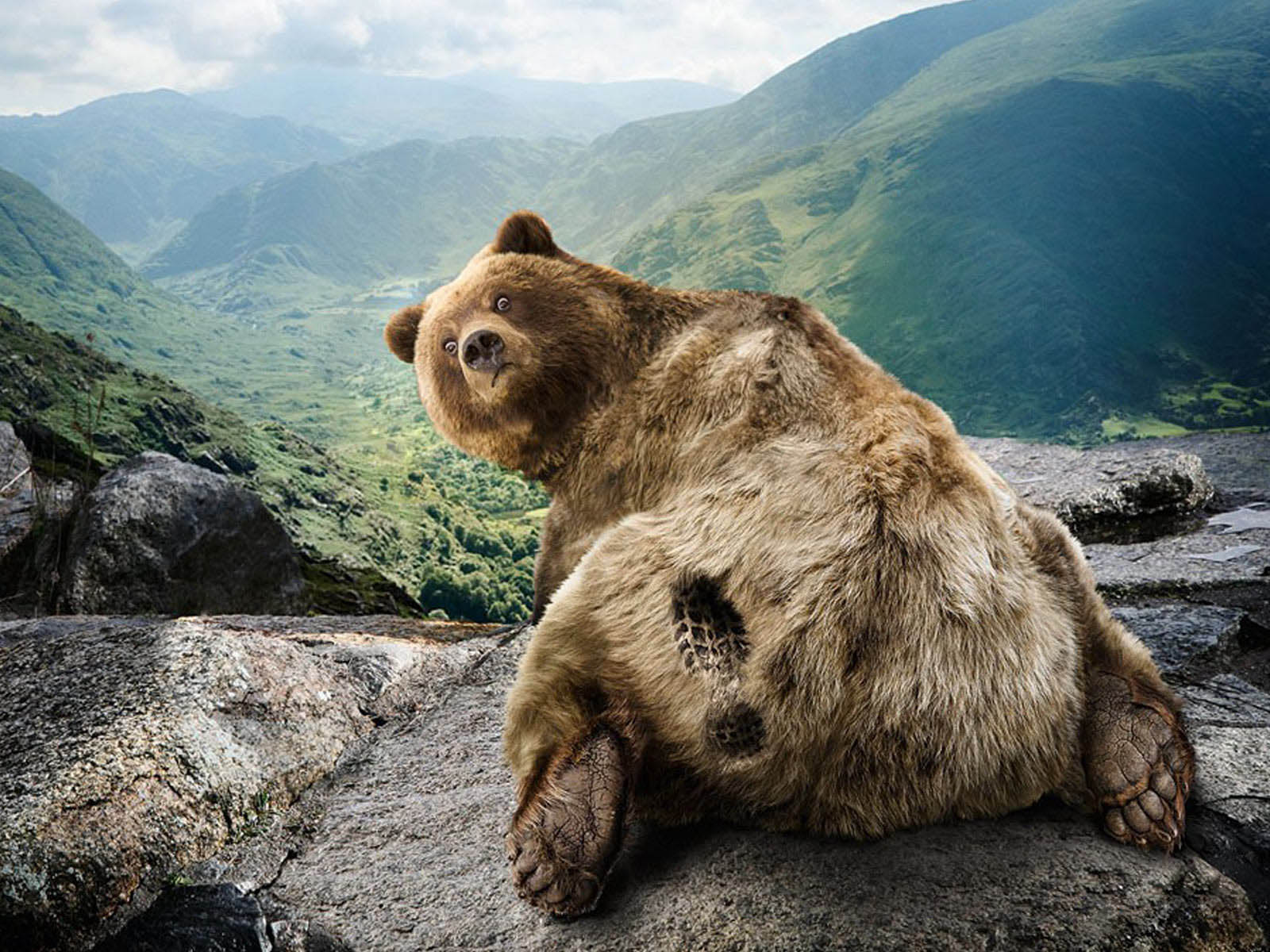 Funny Bear - HD Wallpaper 