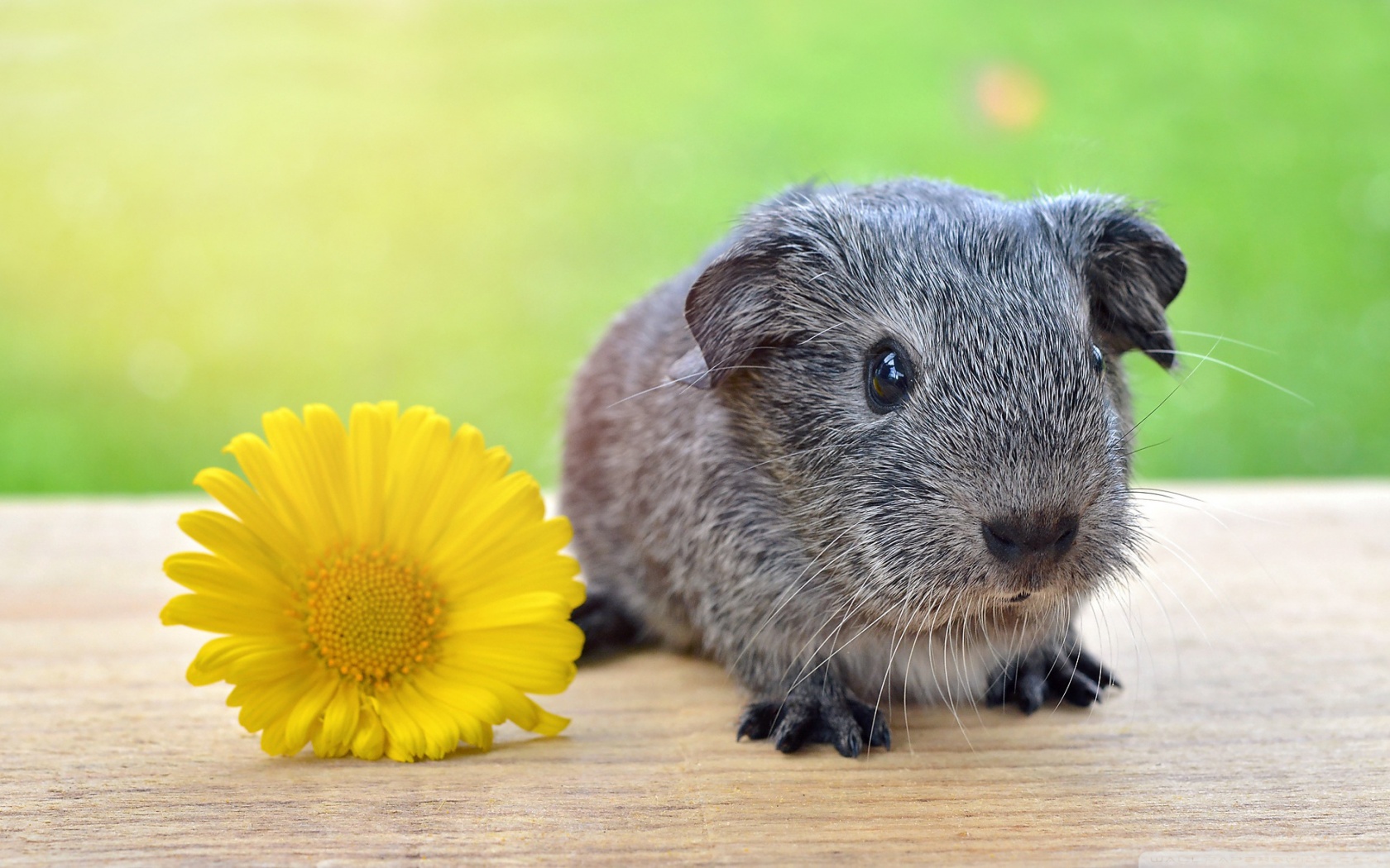 Cute Baby Guinea Pig - 1680x1050 Wallpaper - teahub.io