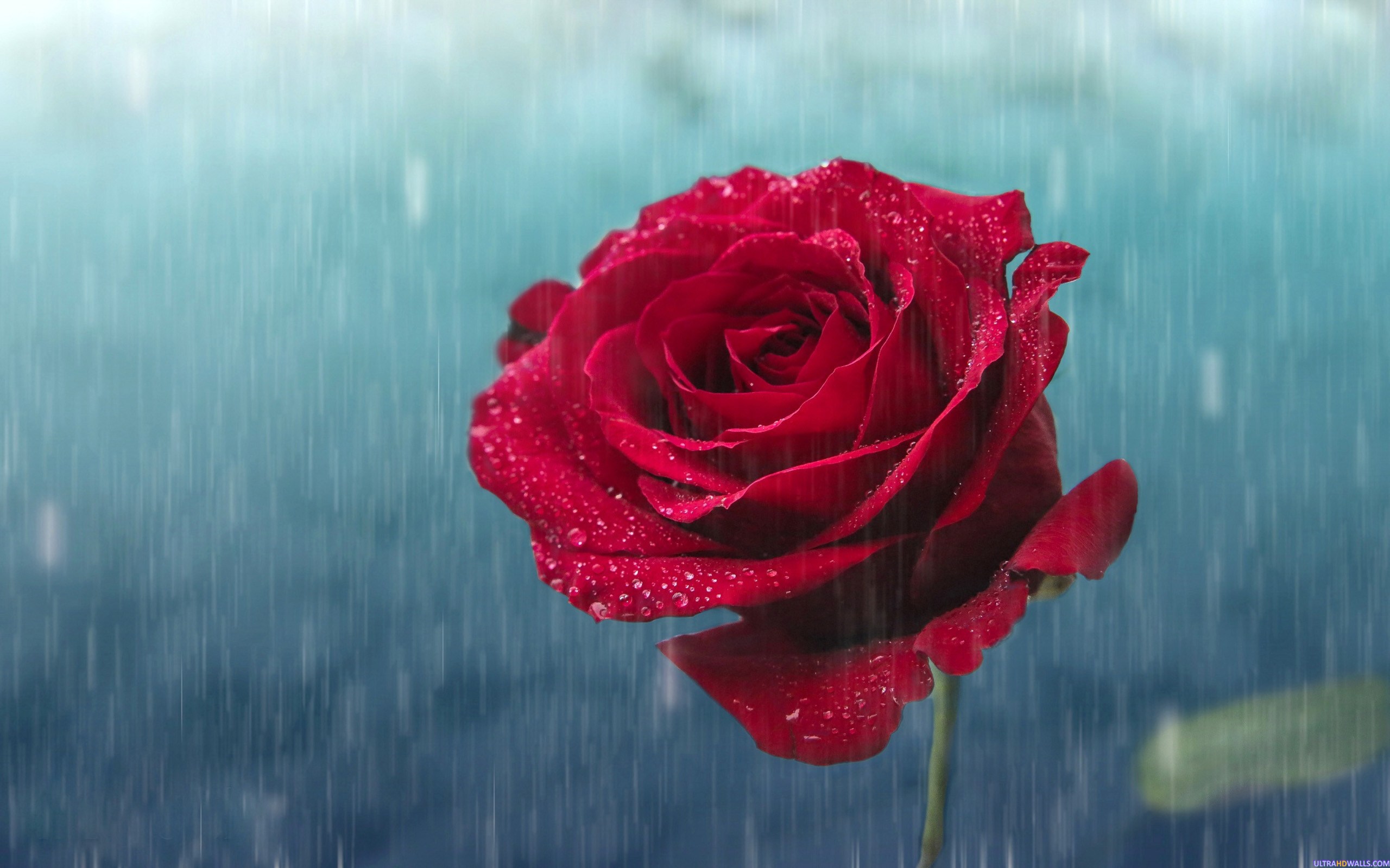 Red Rose With Raining - 2560x1600 Wallpaper - teahub.io