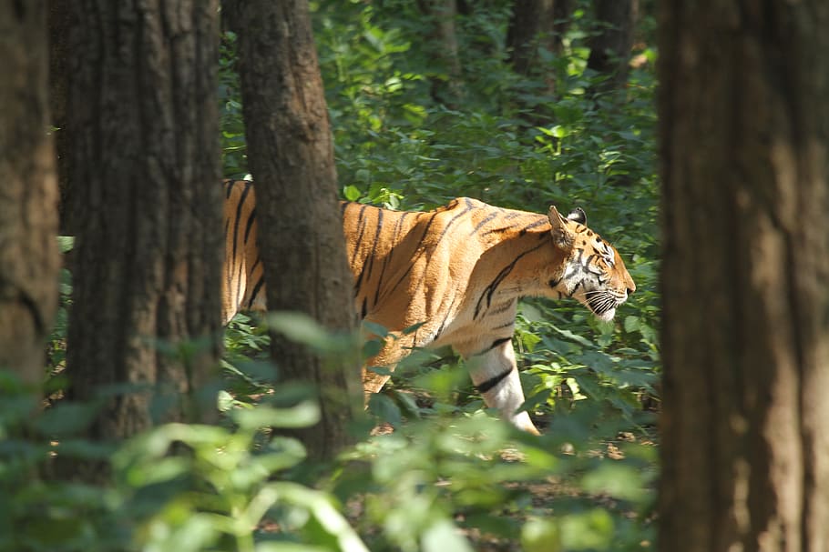 India, Kanha Tiger Reserve, Tigersinthewoods, Woodland, - 910x607 ...