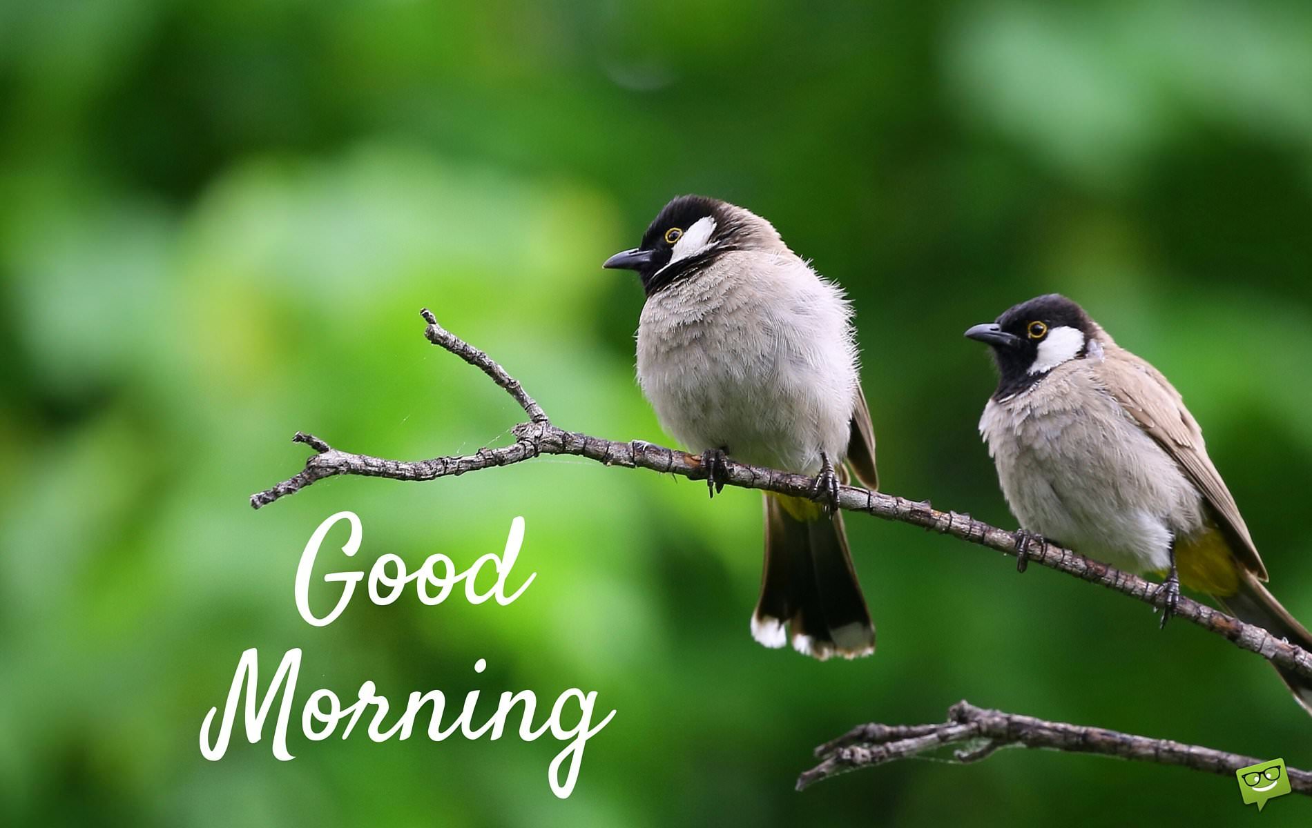 Good Morning Good Morning With Birds 1900x10 Wallpaper Teahub Io