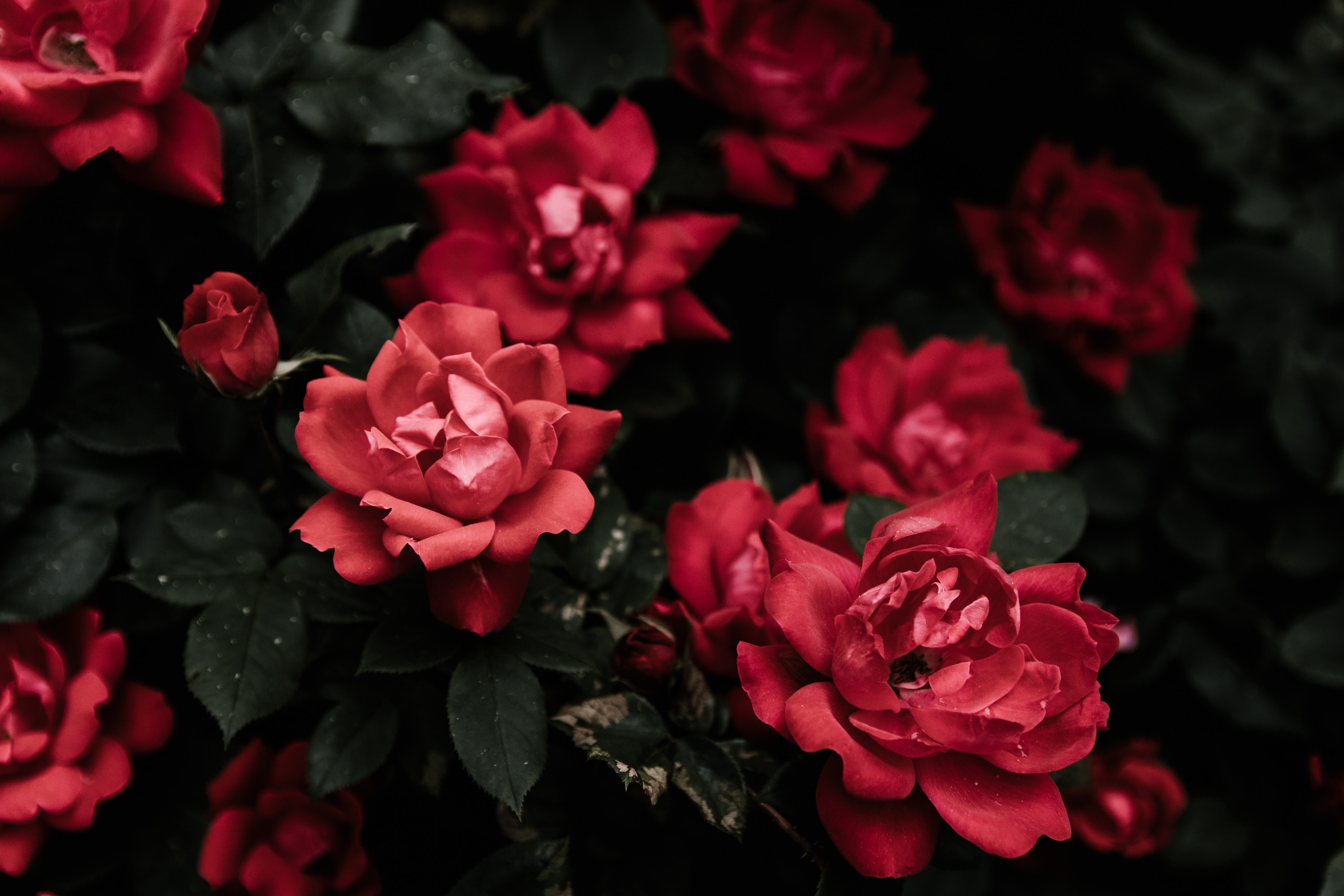 Dark Red Rose On Bush - 3000x2000 Wallpaper - teahub.io