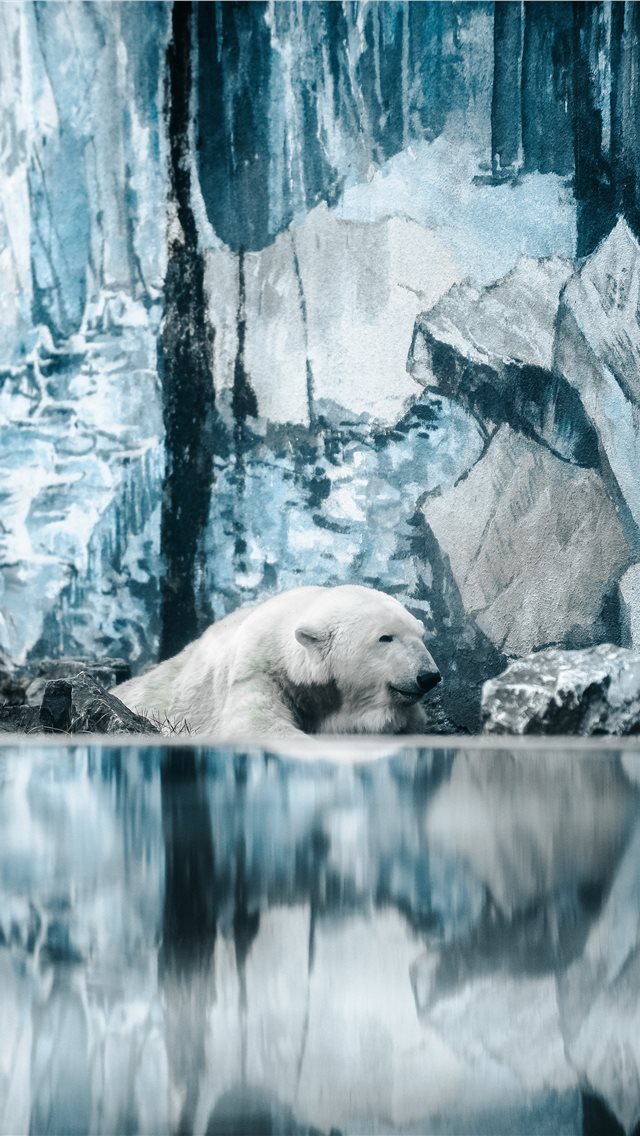 Wild Days Iphone Wallpaper - Iphone 11 Wallpaper Polarbear - HD Wallpaper 