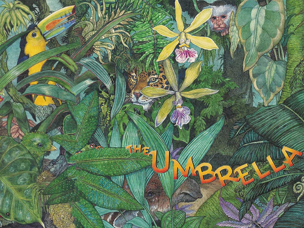 Jan Brett The Umbrella Illustration - HD Wallpaper 