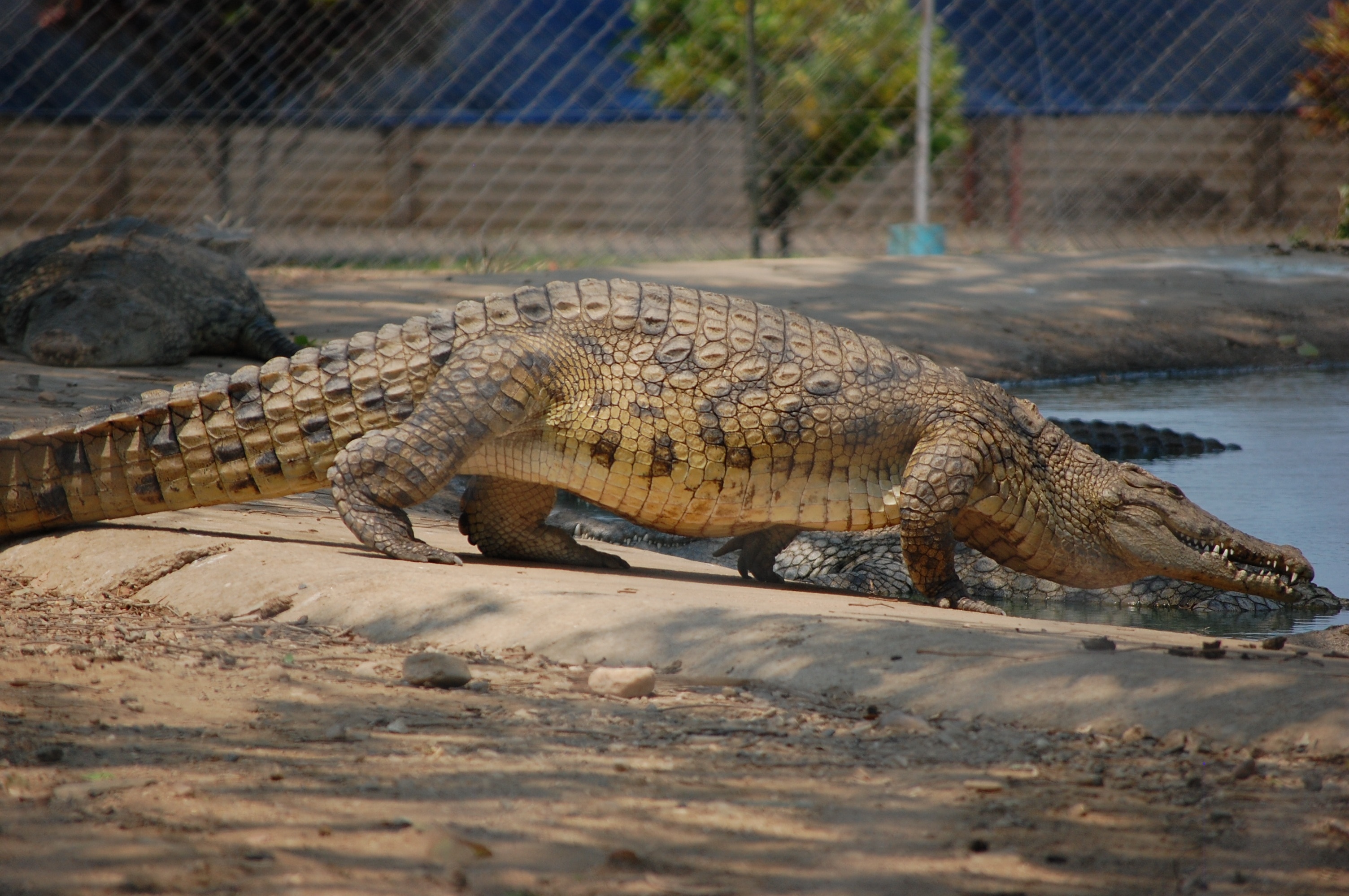 Crocodile Skin Wallpaper - HD Wallpaper 