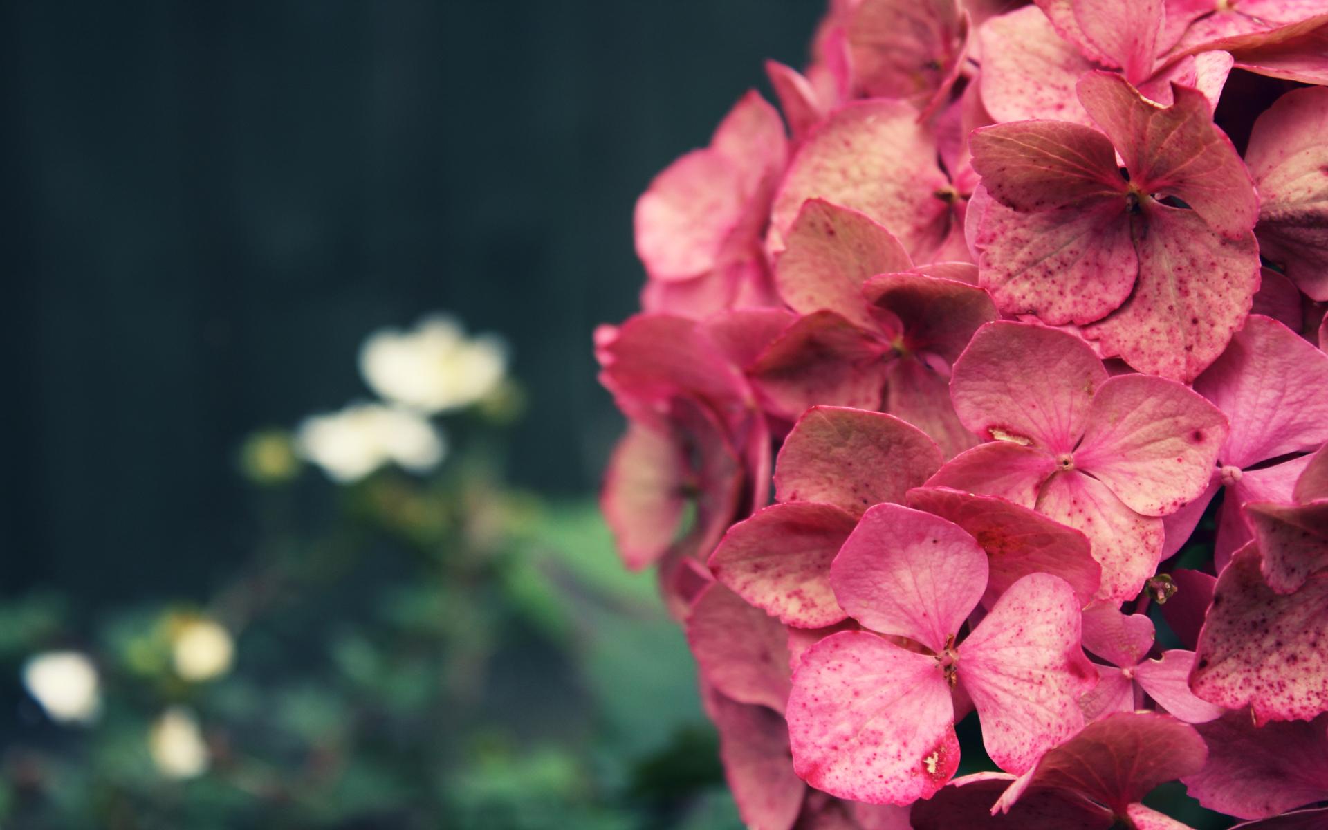 Pink Hydrangea - 1920x1200 Wallpaper - teahub.io