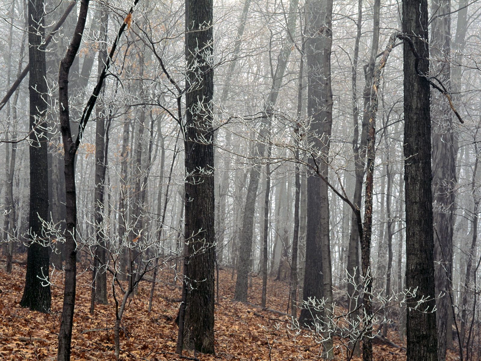 Forest Frost Edwin Warner Park Nashville Tennessee - Frost In The Forest - HD Wallpaper 