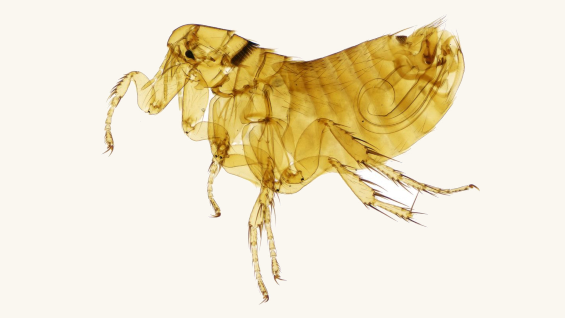 Manx Shearwater Flea - Ceratophyllus Fionnus - HD Wallpaper 