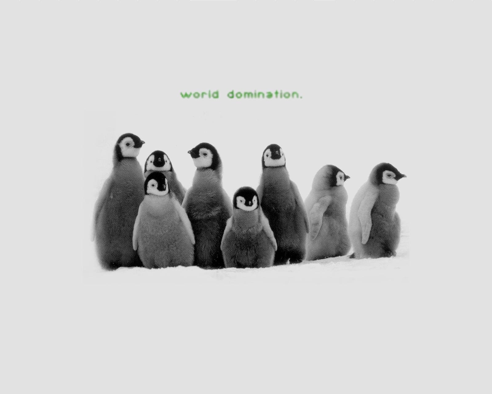 Penguin Wallpaper Pc - HD Wallpaper 