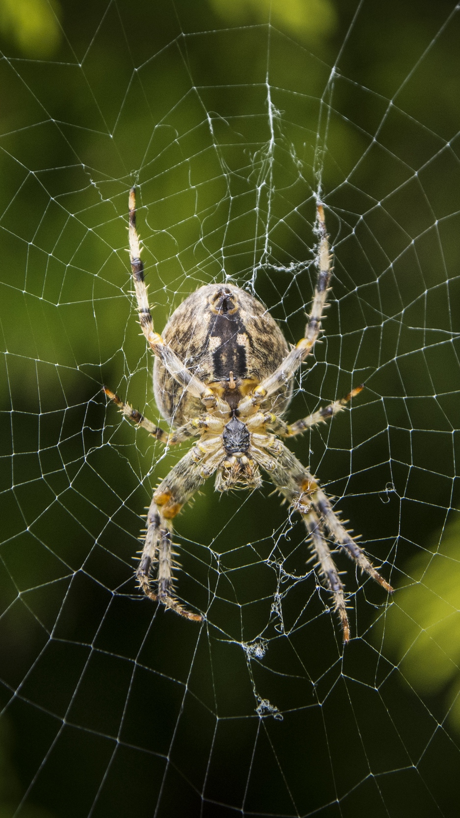 Wallpaper Araneus Diadematus, Spider, Web, European - Spider - 938x1668 ...