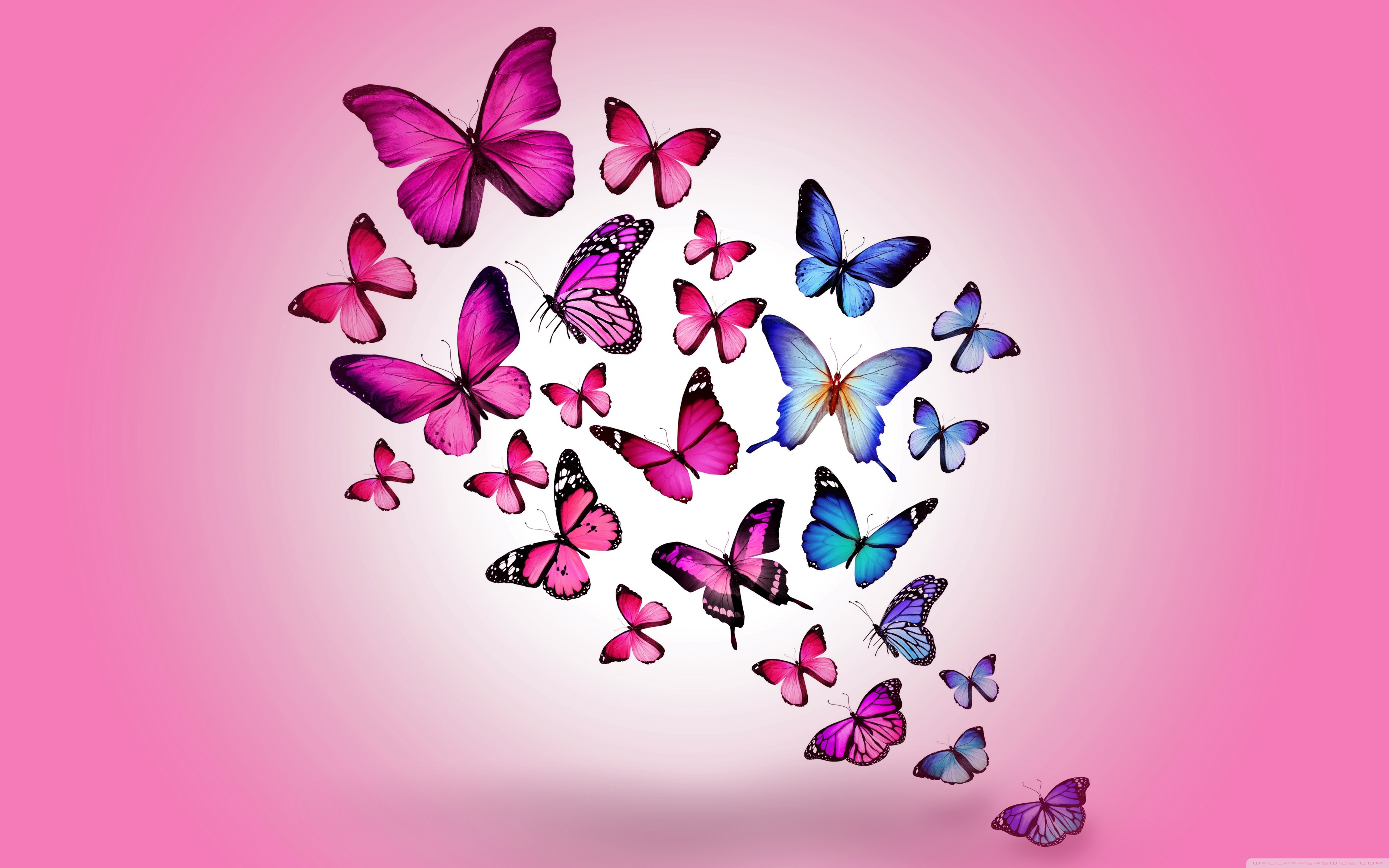 real butterflies wallpaper