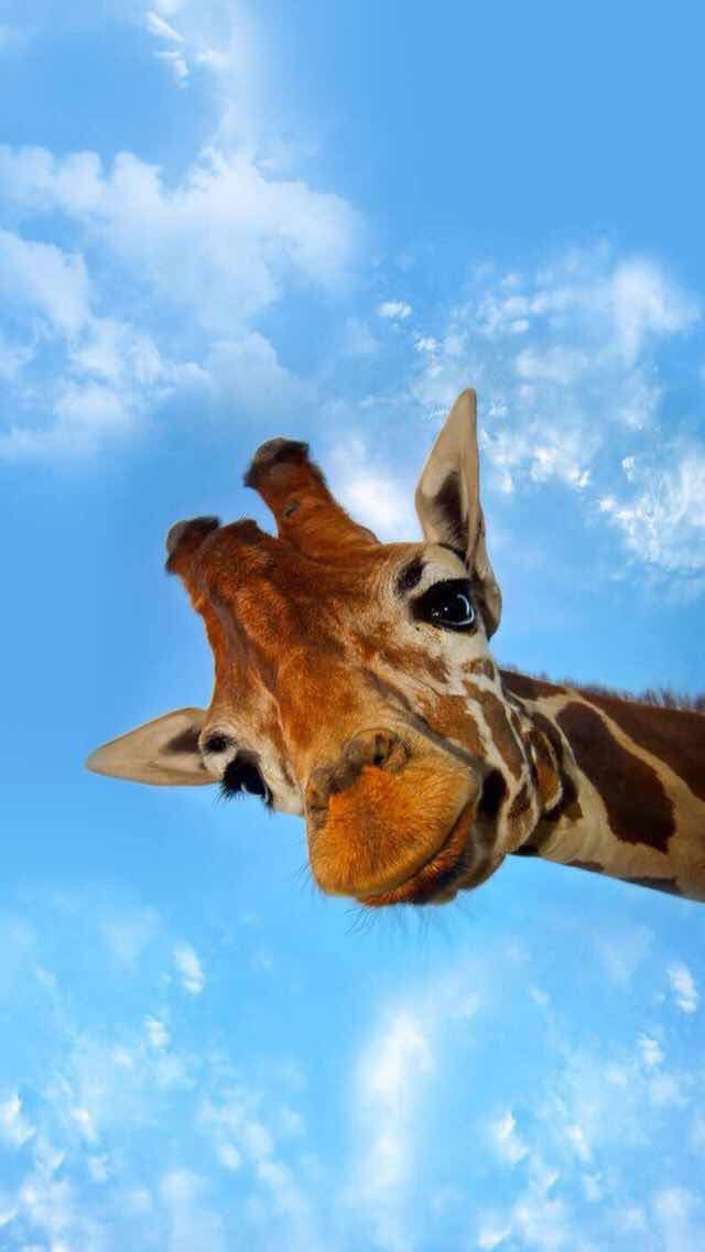 Giraffe Background - HD Wallpaper 