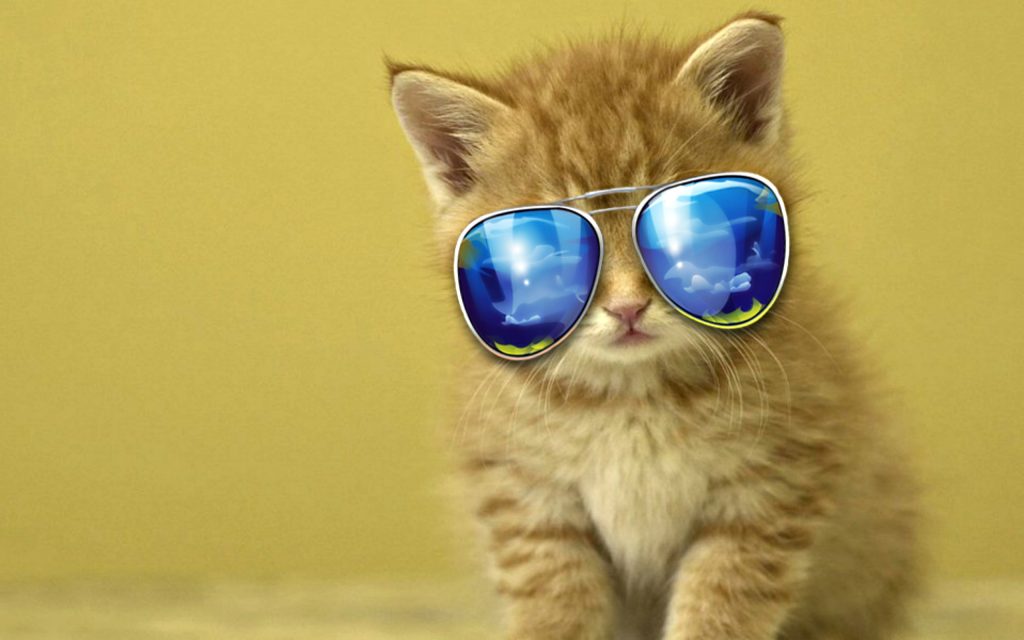 Cool Wallpapers Cat Pic Wppw1688 - HD Wallpaper 