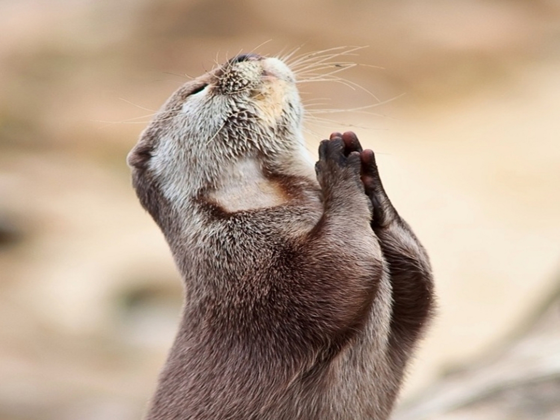 praying otter 1152x864 wallpaper teahub io praying otter 1152x864 wallpaper