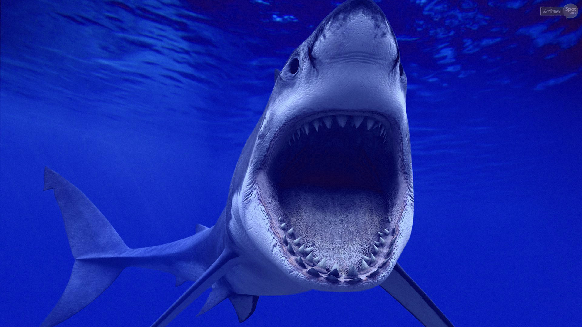 Sharks 3d 1 3 0 – 3d Live Shark Wallpaper