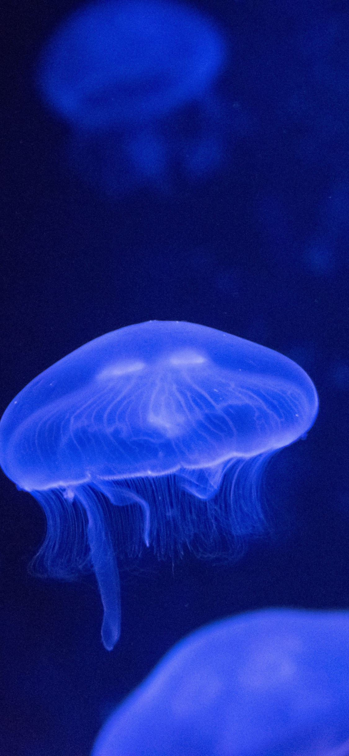 Underwater Glow Jellyfish Wallpaper Oboi Na Honor 9 Lite 1125x2436 Wallpaper Teahub Io