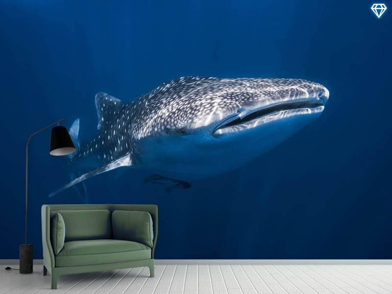 Photo Wallpaper Whale Shark - Whale Shark - HD Wallpaper 