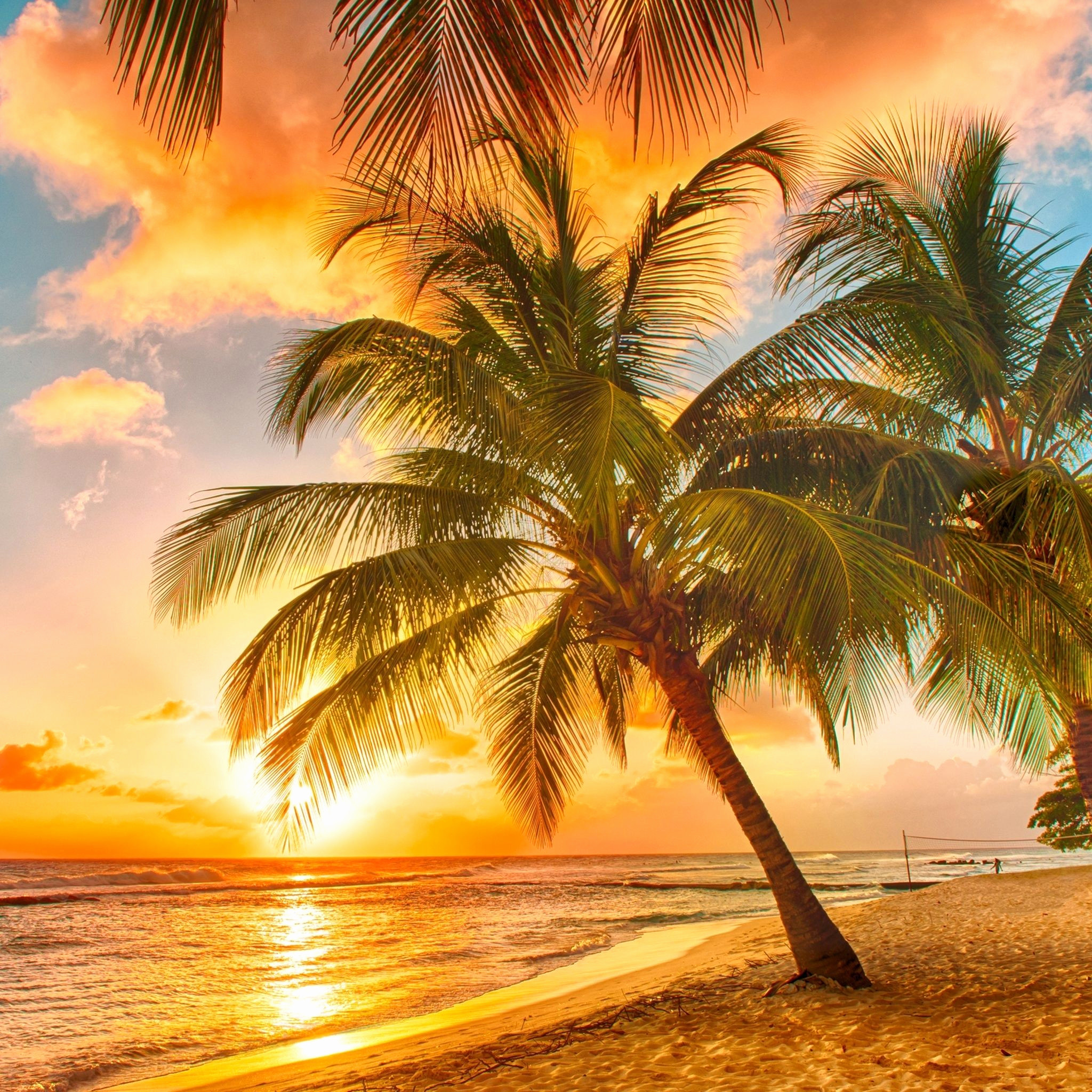 2048x2048, Palm Tree Wallpaper Awesome Palm Trees Beach - Tropical Beach Sunset Hd - 2048x2048