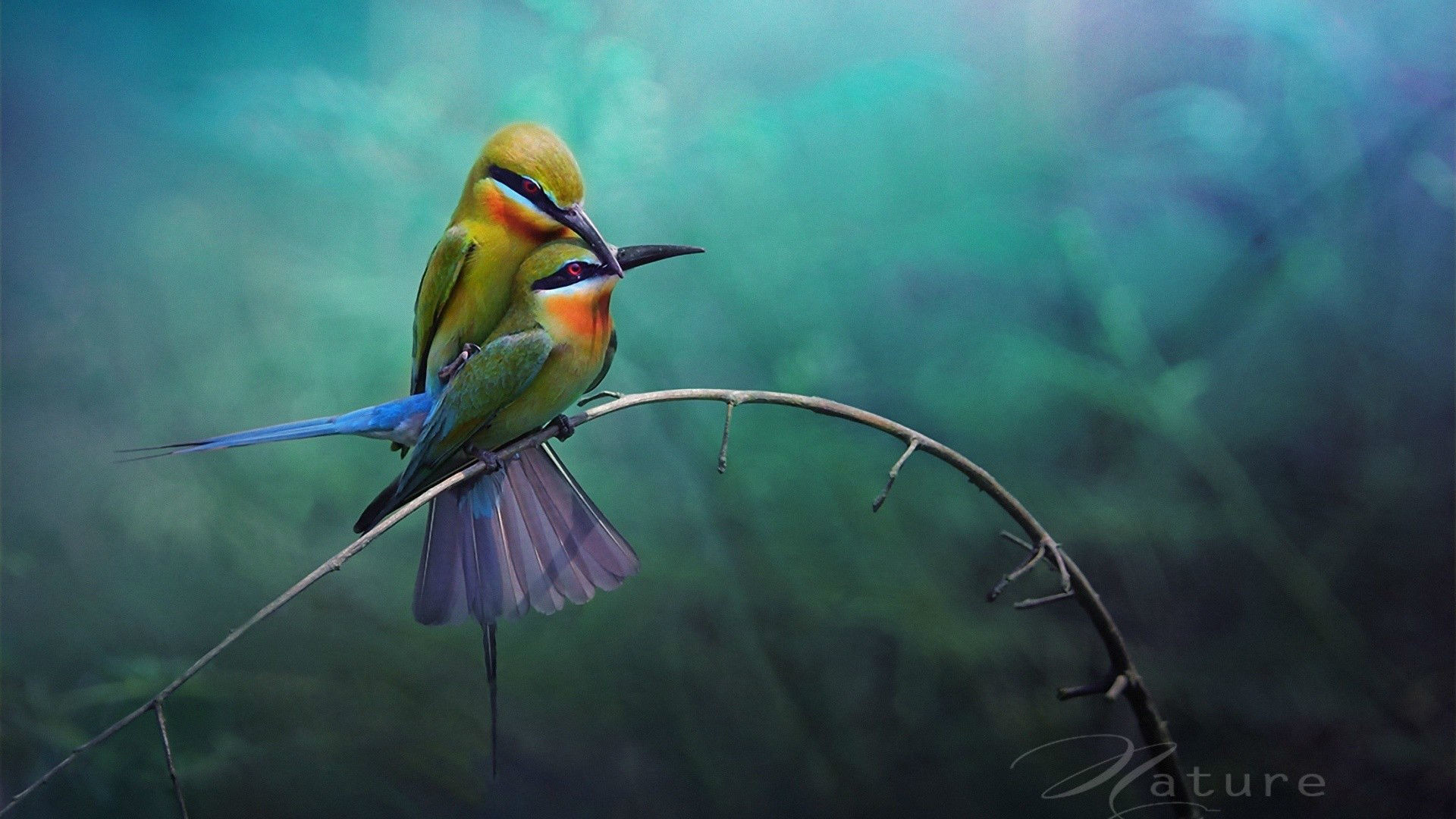 Love Birds Hd Wallpapers Beautiful Loving Birds Wallpapers - Love Birds Background Hd - HD Wallpaper 