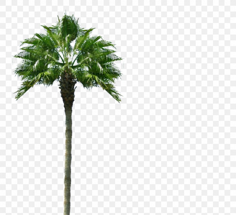 Arecaceae Tree Desktop Wallpaper Information, Png, - Tgif Palm Trees - HD Wallpaper 