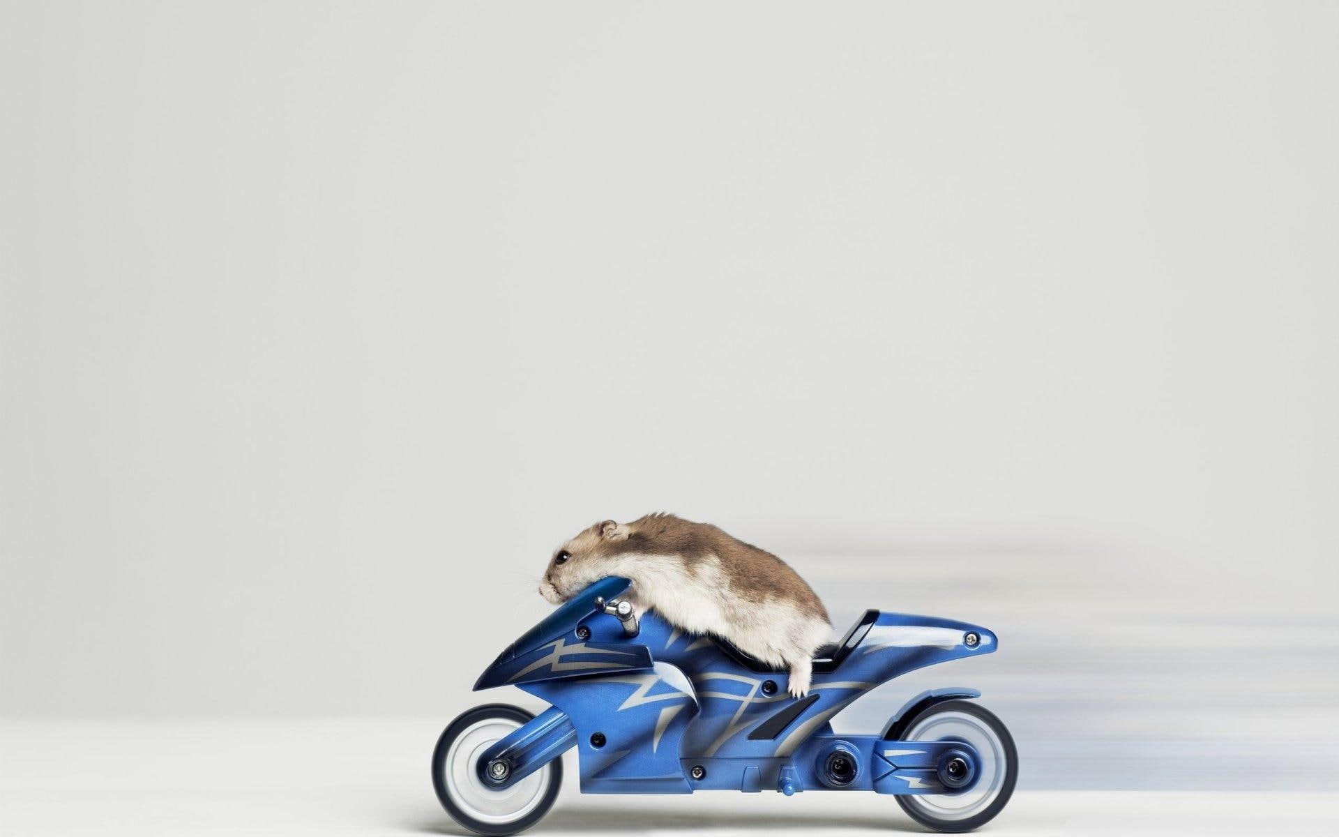 Mouse Riding Motorcycle - 1920x1200 Wallpaper - teahub.io