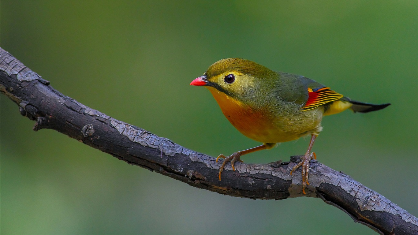 Silver Eared Leiothrix Cute Bird Wallpaper - Old World Flycatcher - HD Wallpaper 