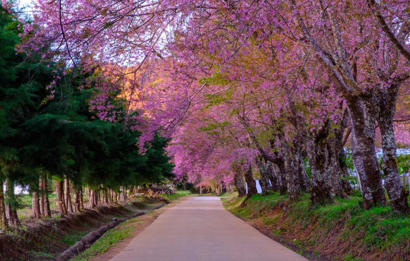 Photo Wallpaper Road, Trees, Branches, Park, Spring, - Red Bud ...