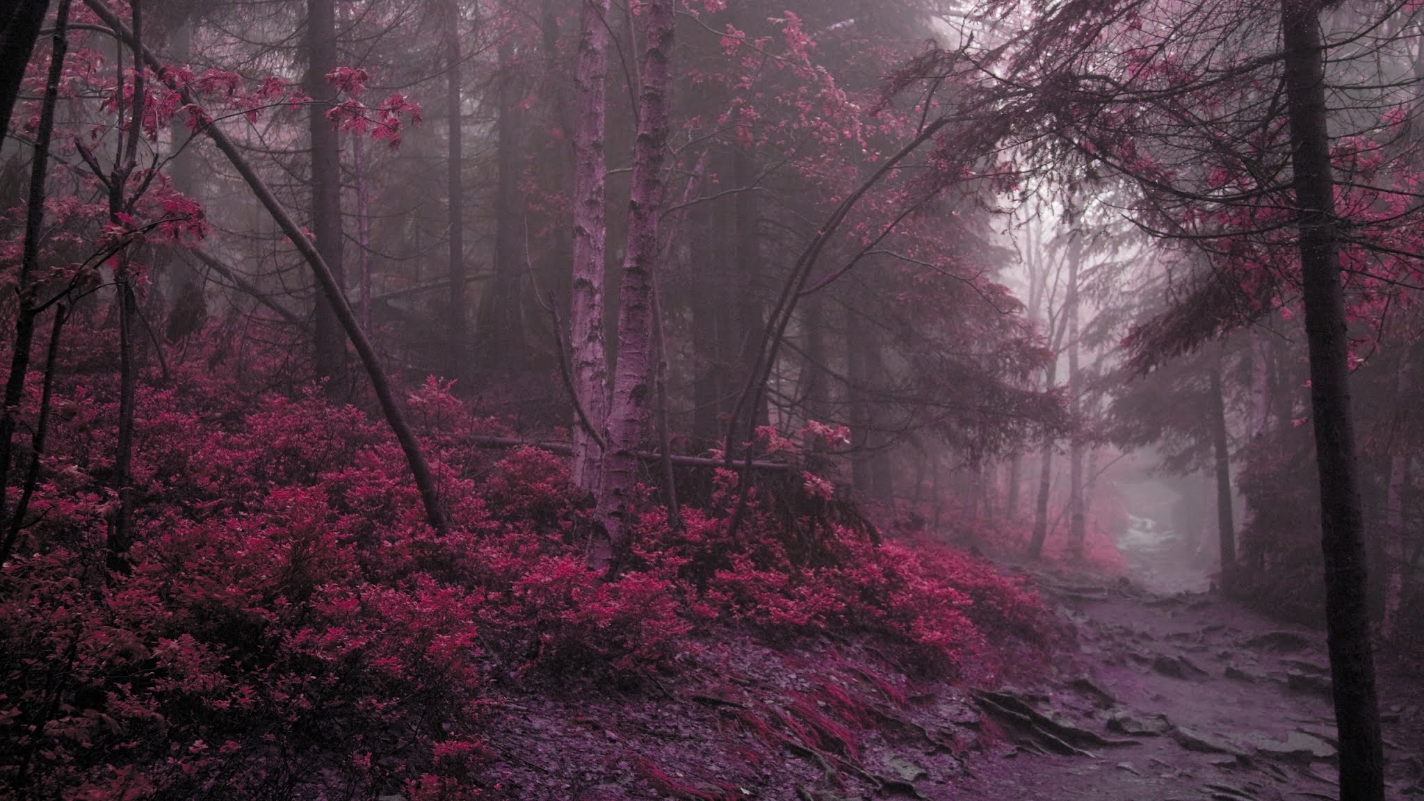 Pink Forest Desktop Wallpaper - Corruption In Real Life - HD Wallpaper 