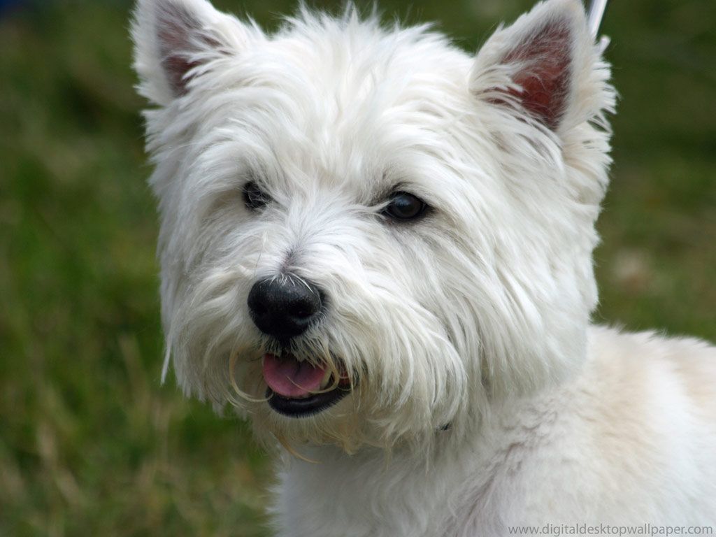 West Highland White Terrier 1024x768 Wallpaper Teahub Io