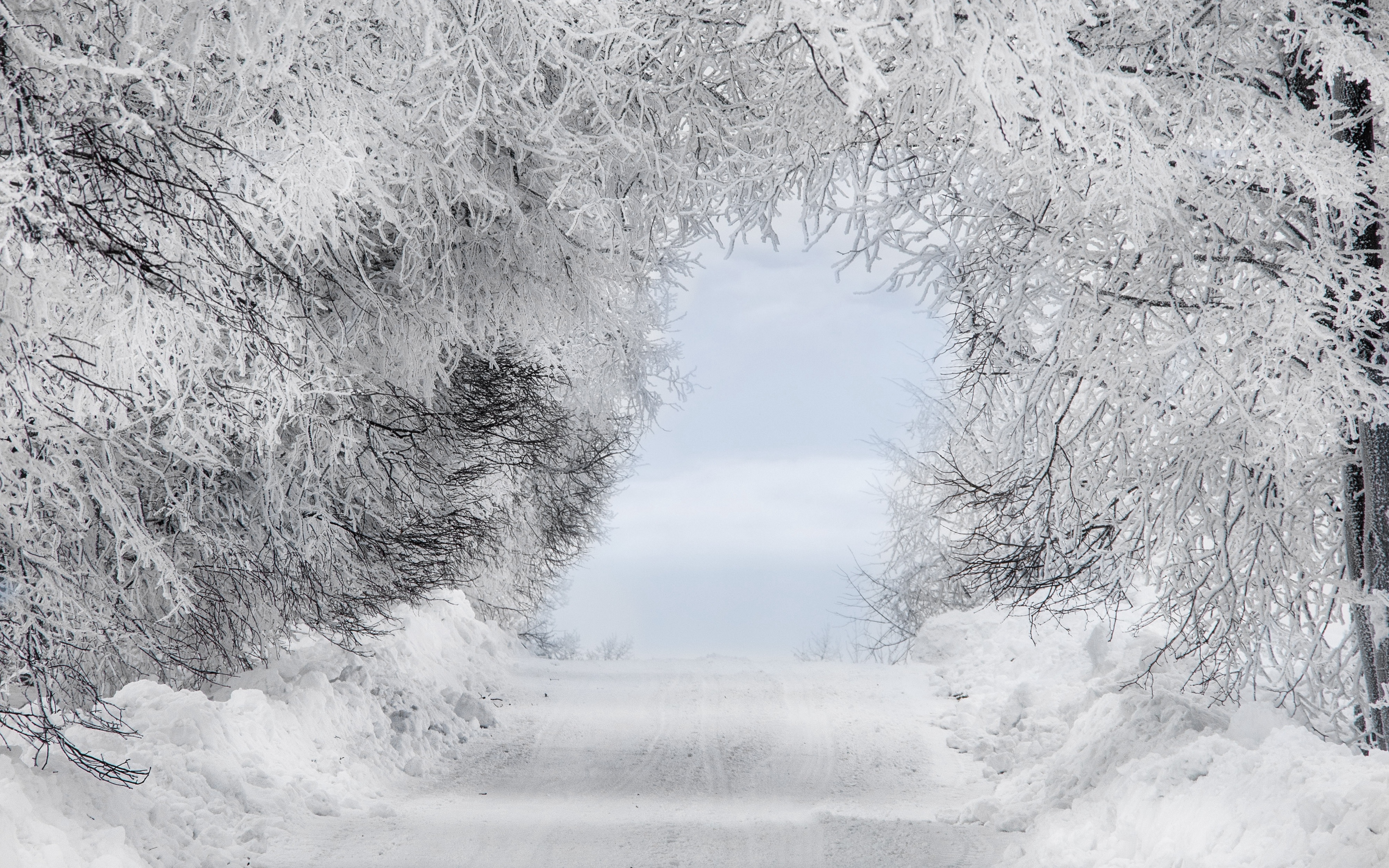 Wallpaper Winter, Snow, Forest, Road, Arch, Branches, - Ultra Hd Snowy Forest 4k - HD Wallpaper 