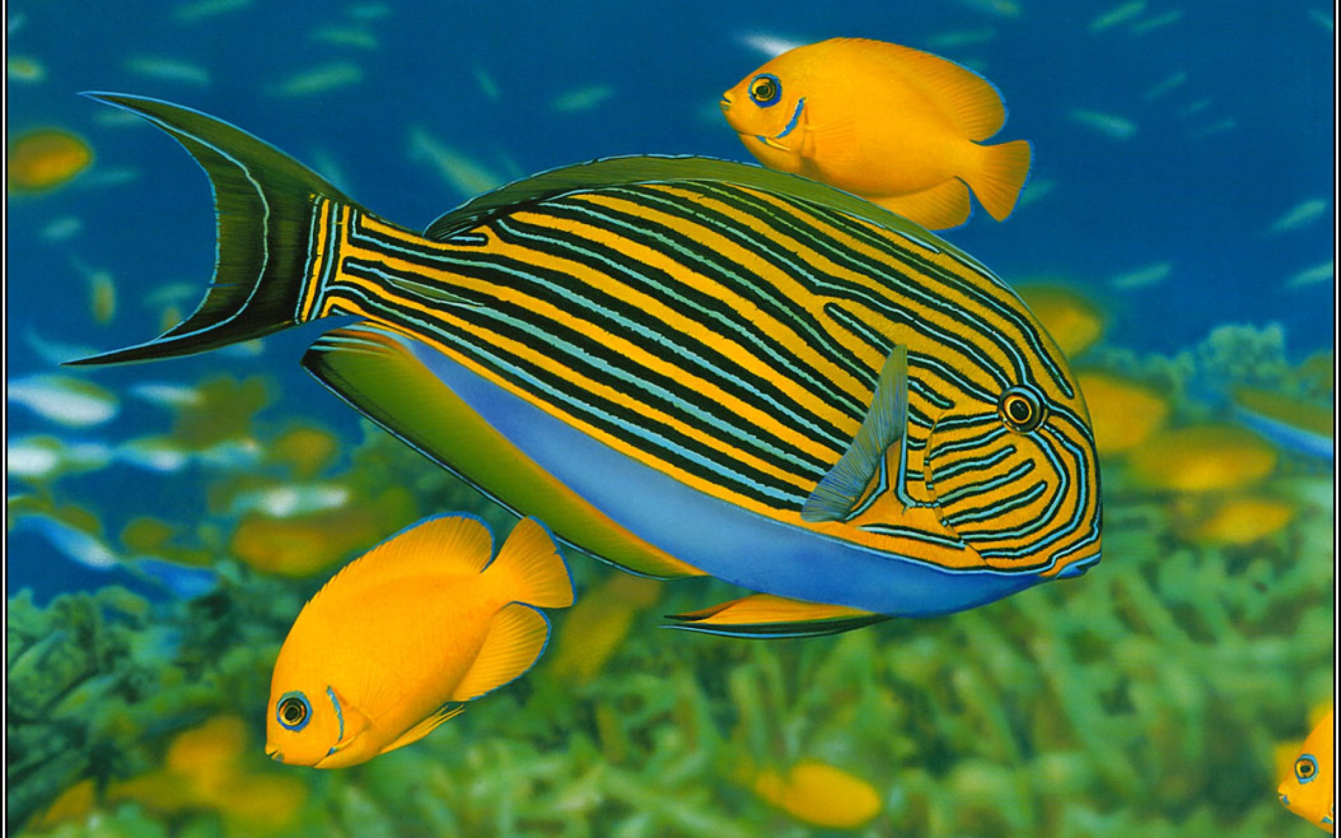 Habitat Adaptation Of Fish 19x10 Wallpaper Teahub Io