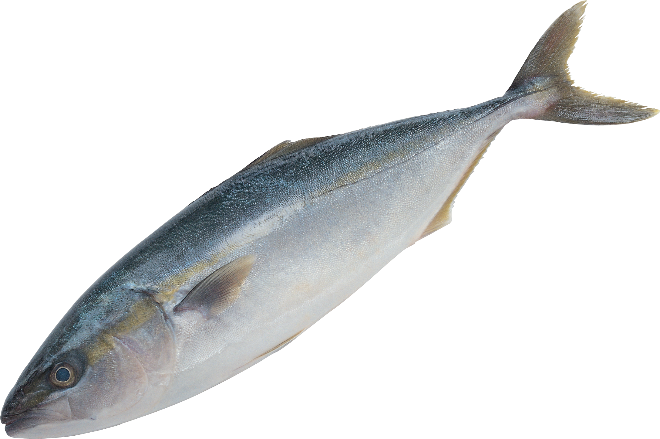Fish Png - Skipjack Mackerel - HD Wallpaper 