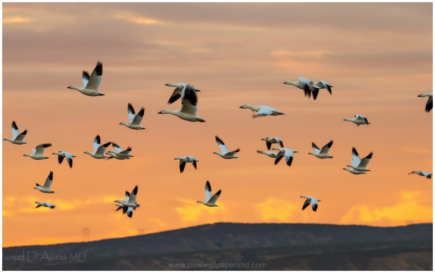 Image For Flock Of Birds Flying Hd Wallpaper - Flock - 1799x1131 Wallpaper  