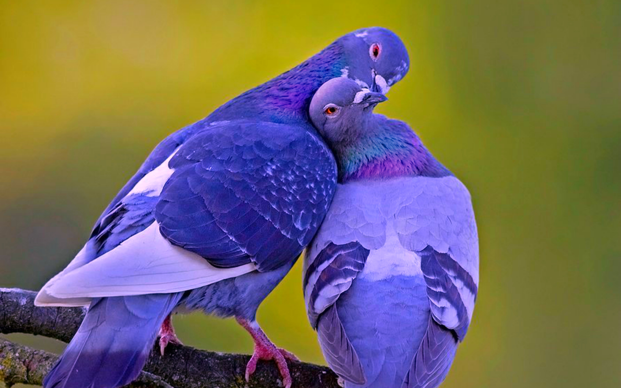 Love Birds Images Download 2560x1600 Wallpaper Teahub io