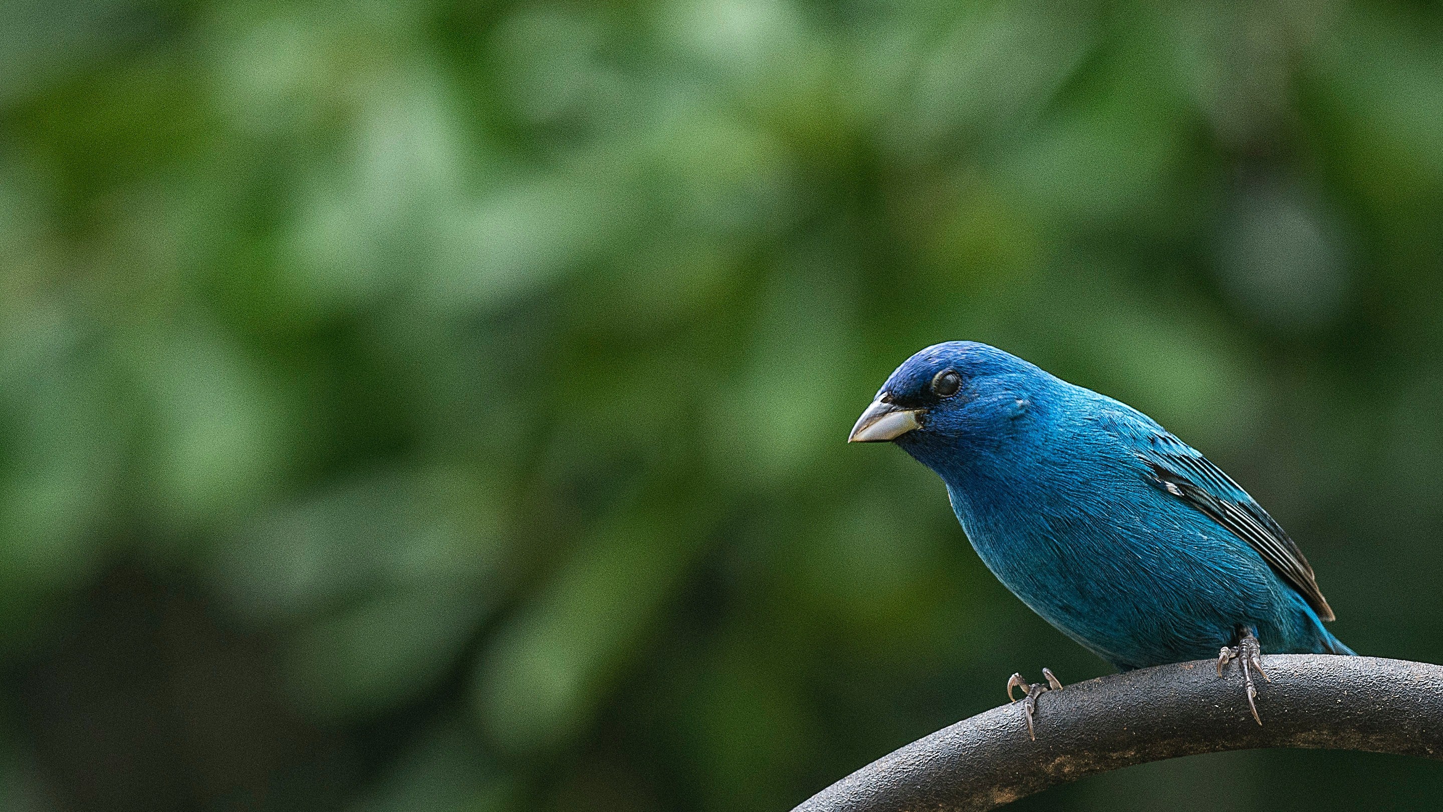 Blue Bird In Forest Hd Image - Indigo Bunting - HD Wallpaper 