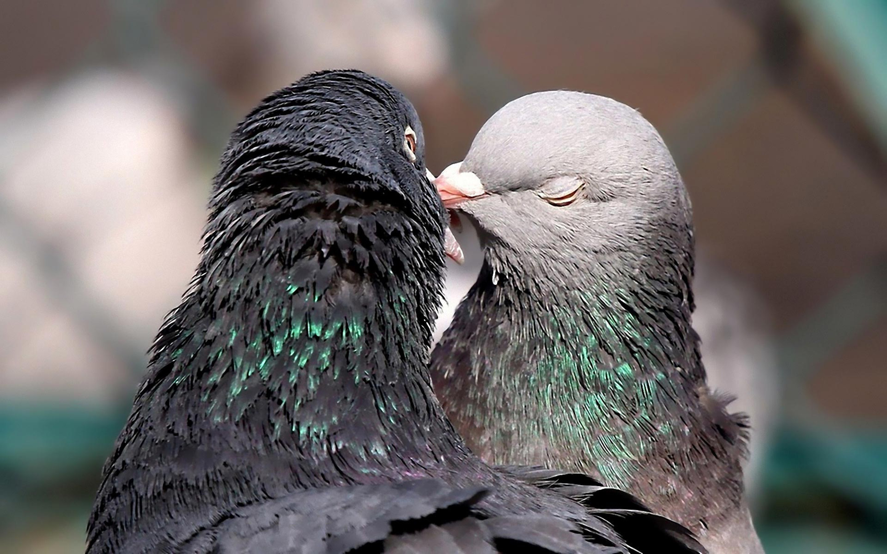 Bird Dove Kissing Hd Wallpapers Cute Birds Kissing x1800 Wallpaper Teahub Io