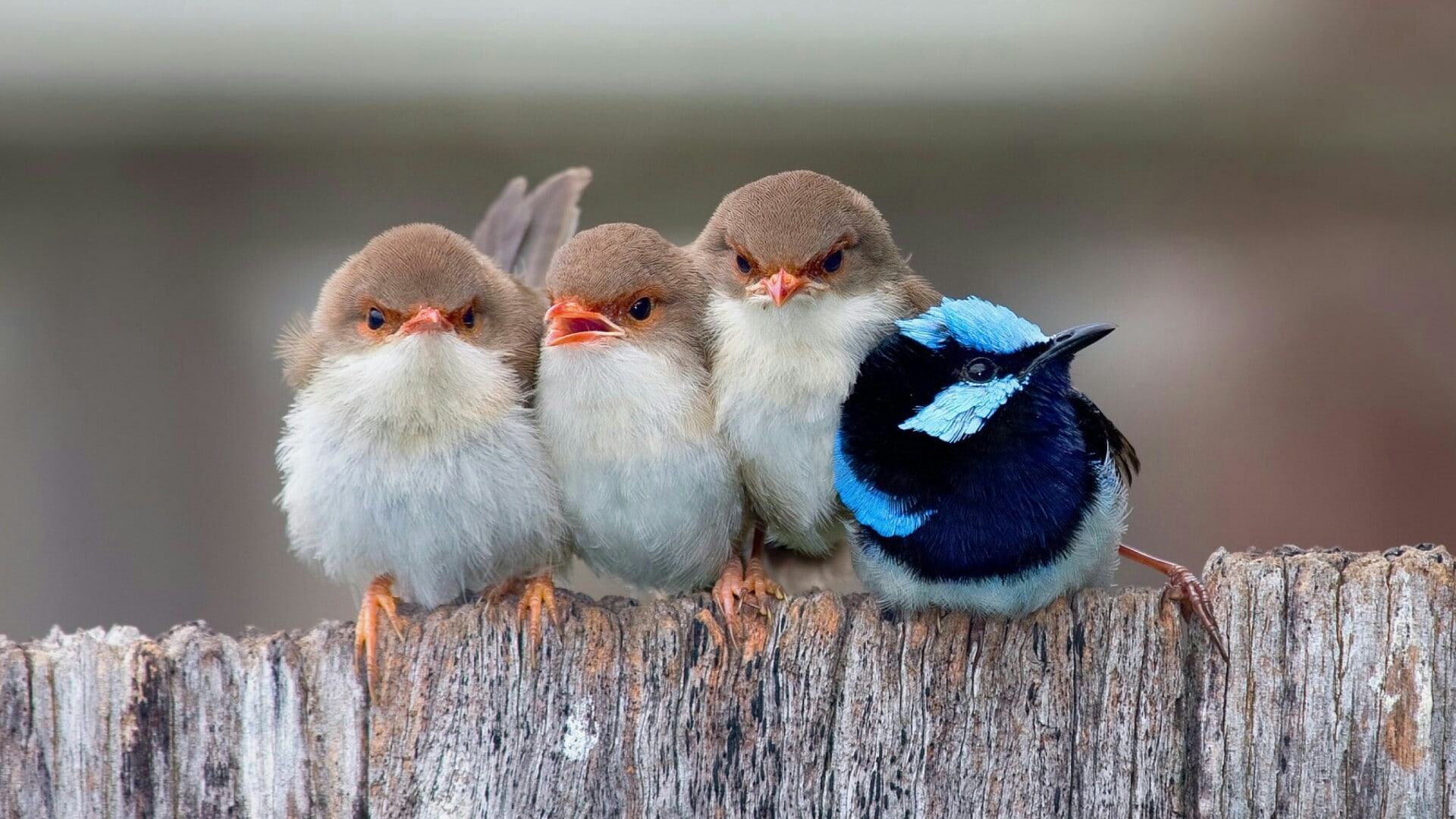 Cute Birds - HD Wallpaper 