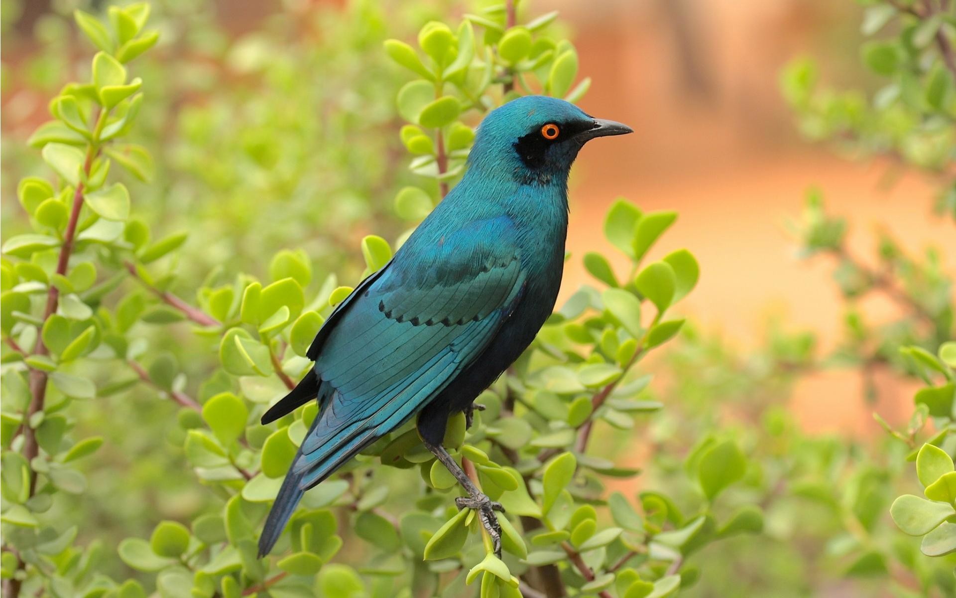 Desktop Blue Birds Wallpaper Desktop Hd Blue Birds - Bird In Leaves - HD Wallpaper 