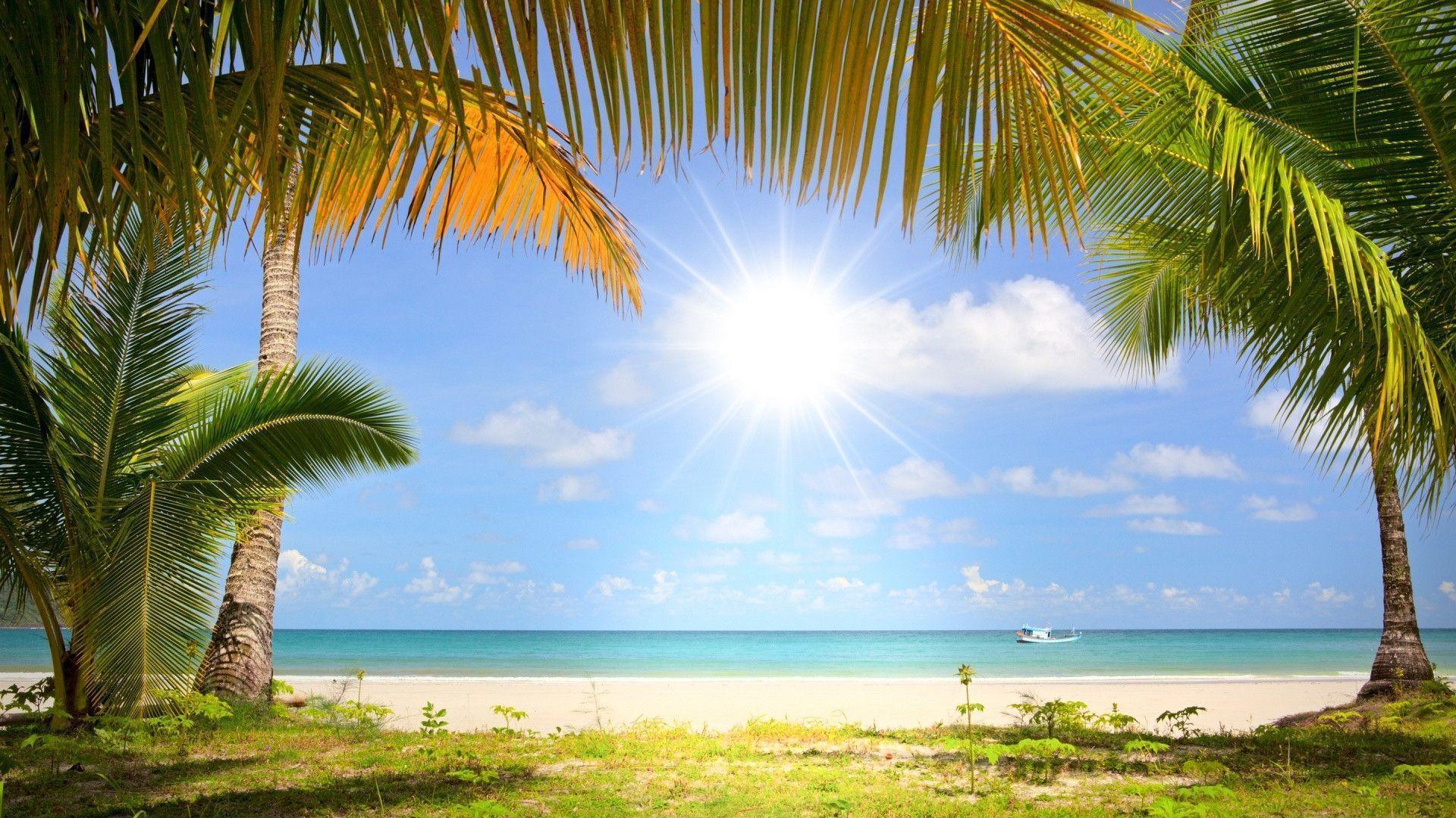 Palm Beach Background - HD Wallpaper 
