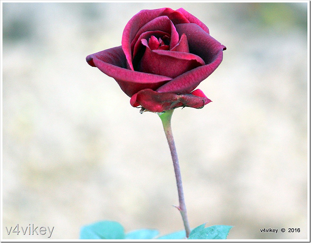 Black Pearl Red Rose - Floribunda - HD Wallpaper 