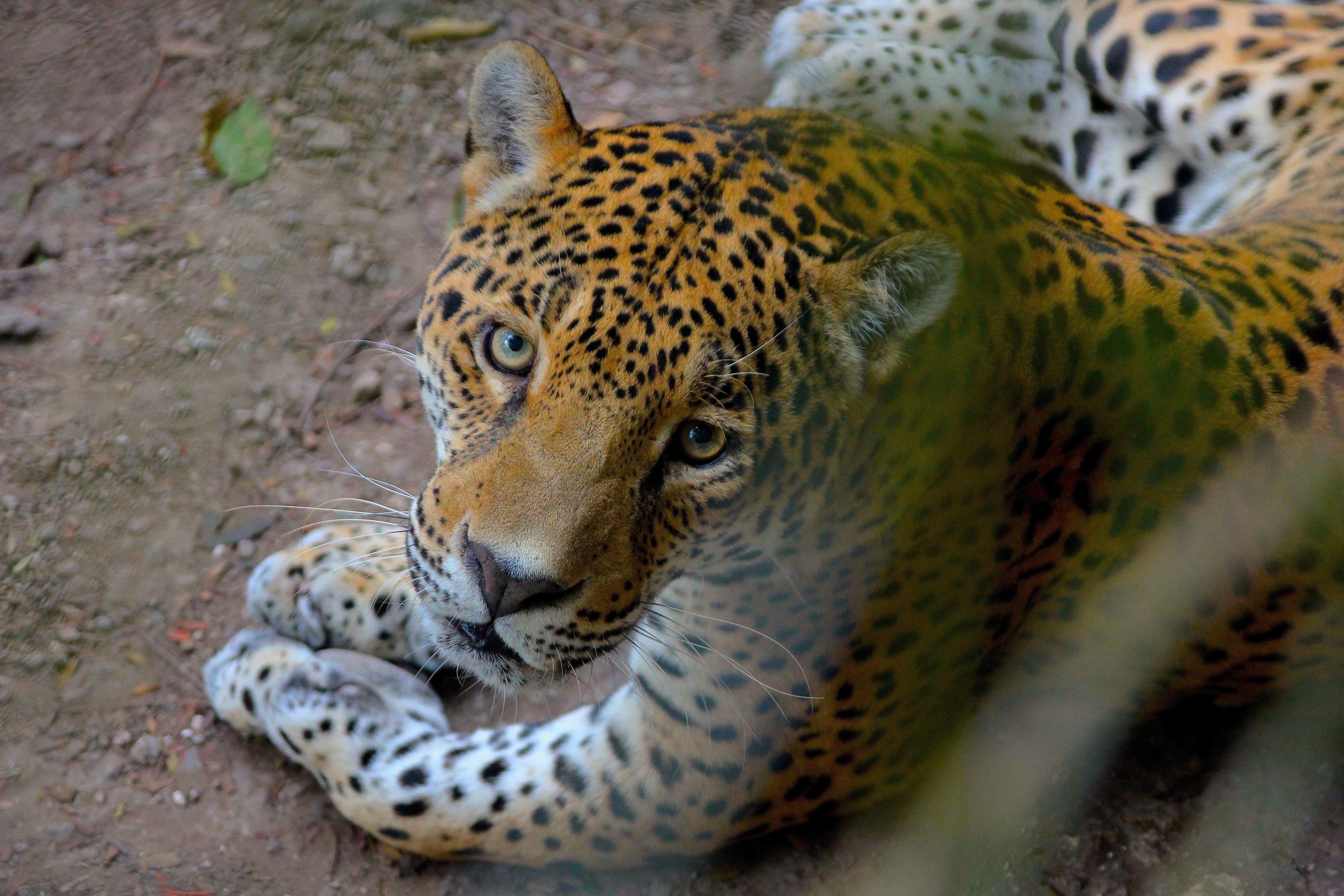 Jaguar Animal Hd Wallpapers - HD Wallpaper 