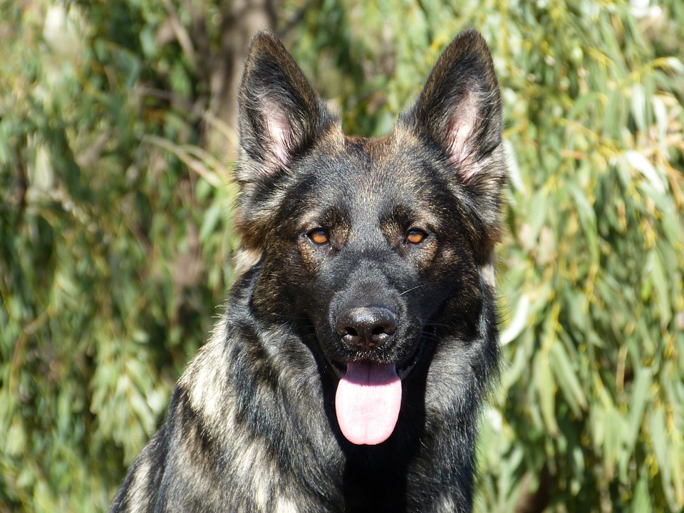 German Shepherd Working Line Ddr 960x720 Wallpaper Teahub Io