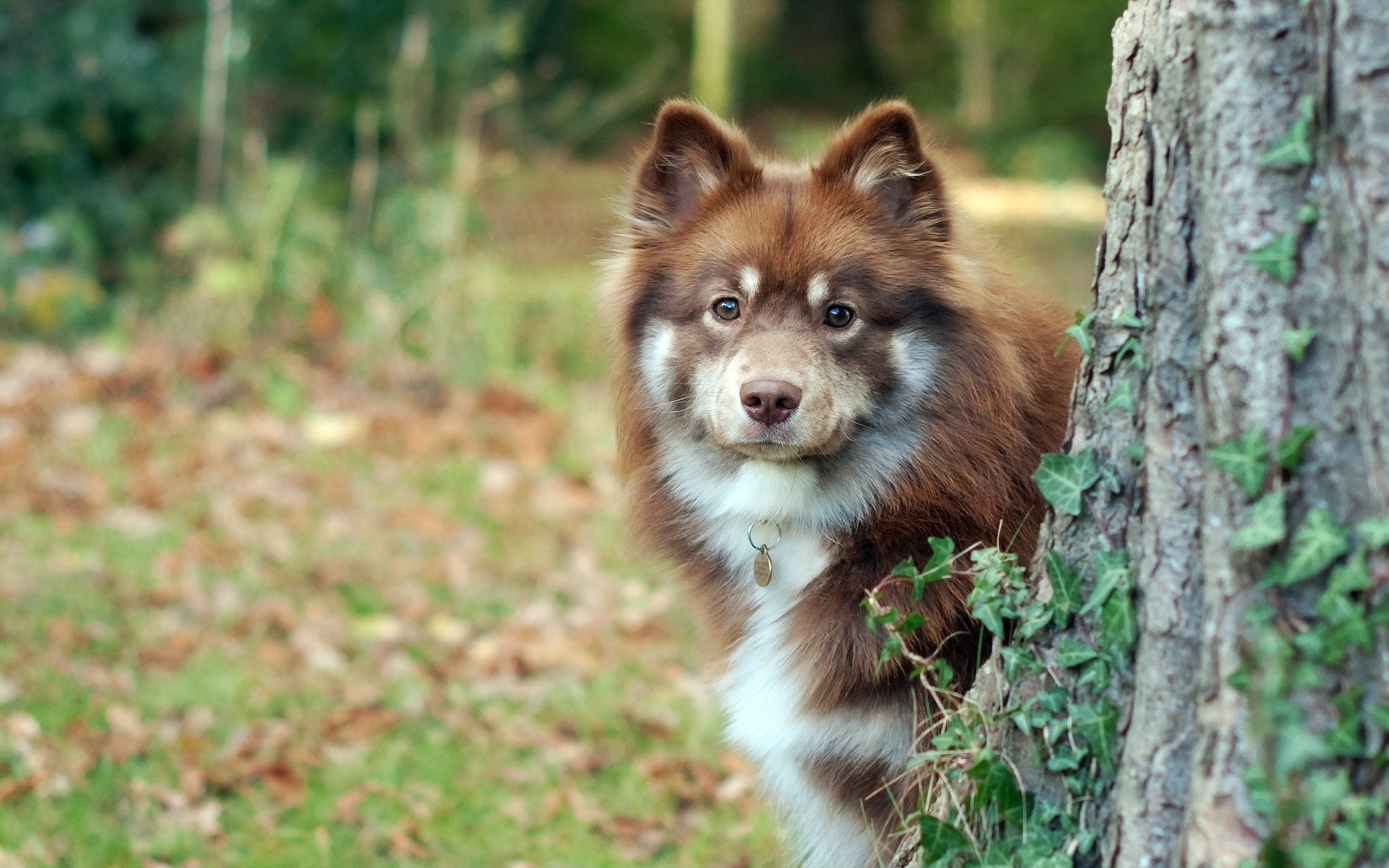 Finnish Lapphund - 1920x1200 Wallpaper - teahub.io