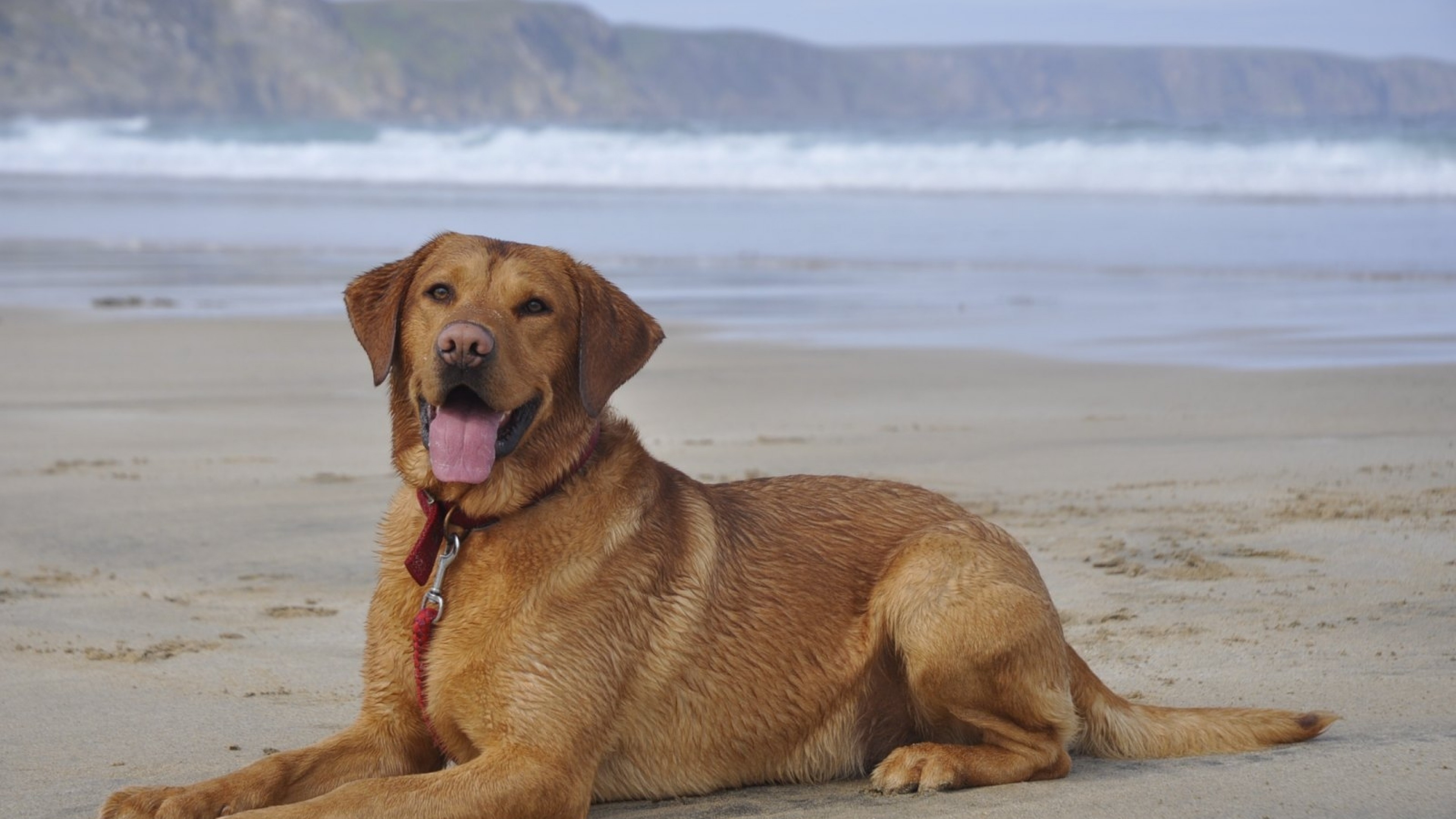 Big Dog Laying Down at Tanrylandblog Blog