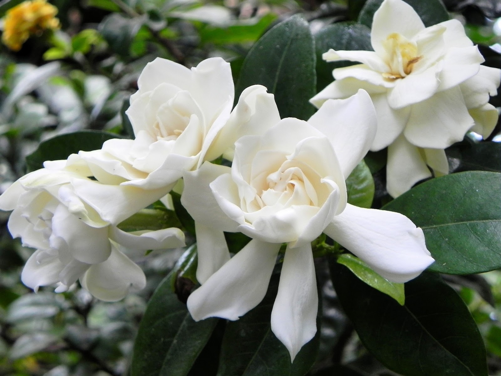 Гардения фото. Гардения Жасмин. Гардения Флорида. Гардения fragrant Flower. Гардения Пинвил.