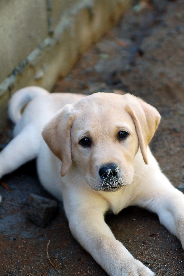 Golden Retriever Puppy Wallpaper - 640x960 Wallpaper - teahub.io