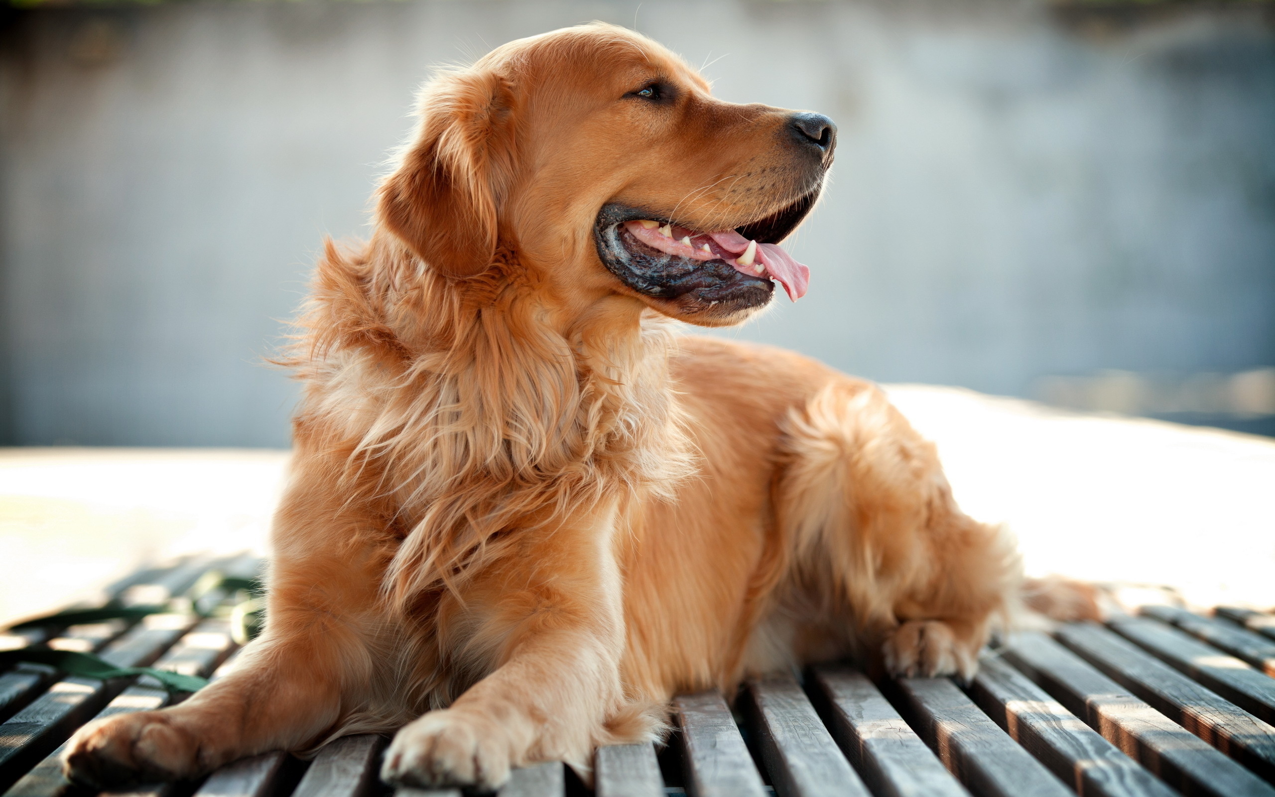 Golden Retriever Dog Hd Wallpaper Hd Wallpaper Golden Retriever 2560x1600 Wallpaper Teahub Io